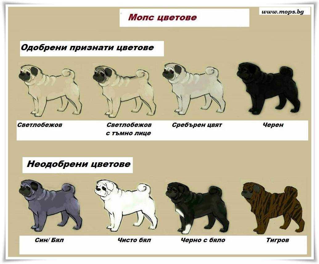 Рост и развитие щенка. мопс