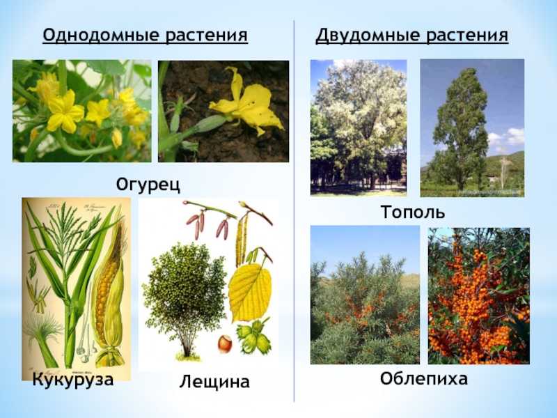 Двудомное растение: что это означает?