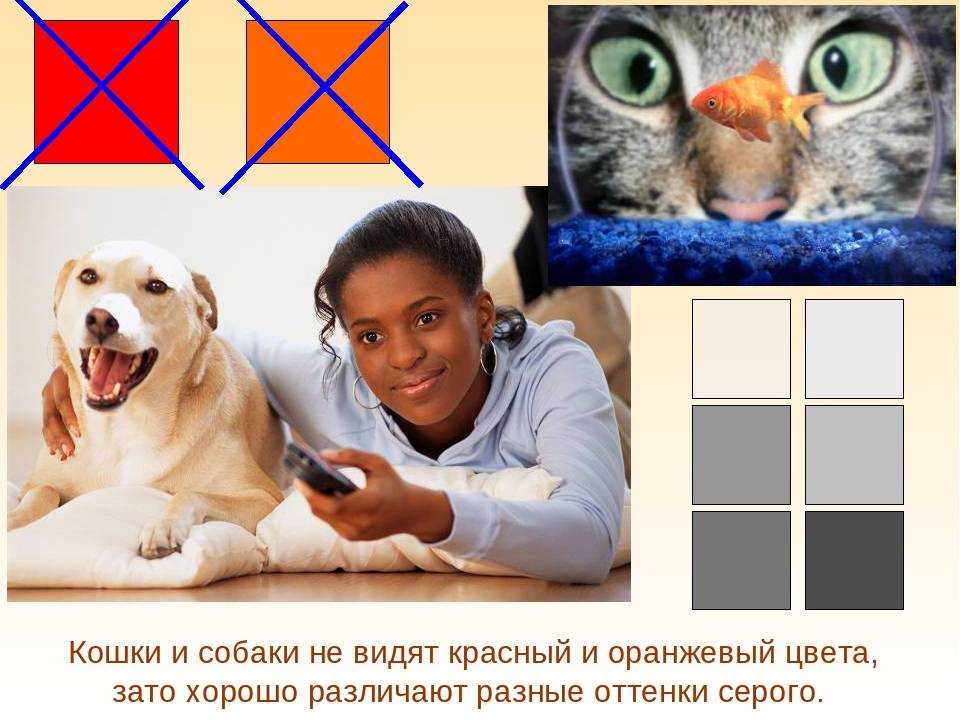 Зрение у собак: как собаки видят мир? | знание – свет