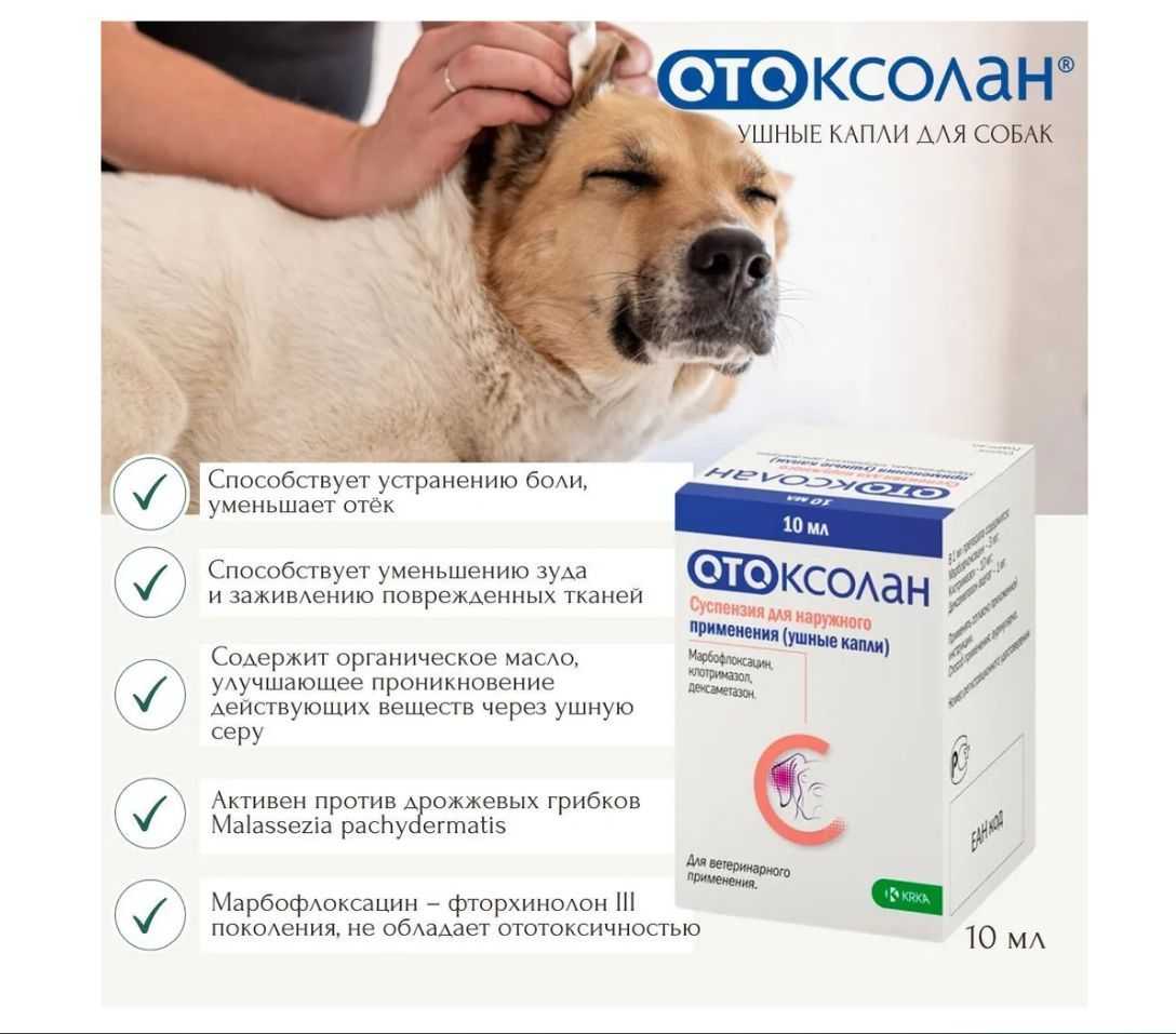 Ушные капли для собак - обзор популярных ветеринарных средств