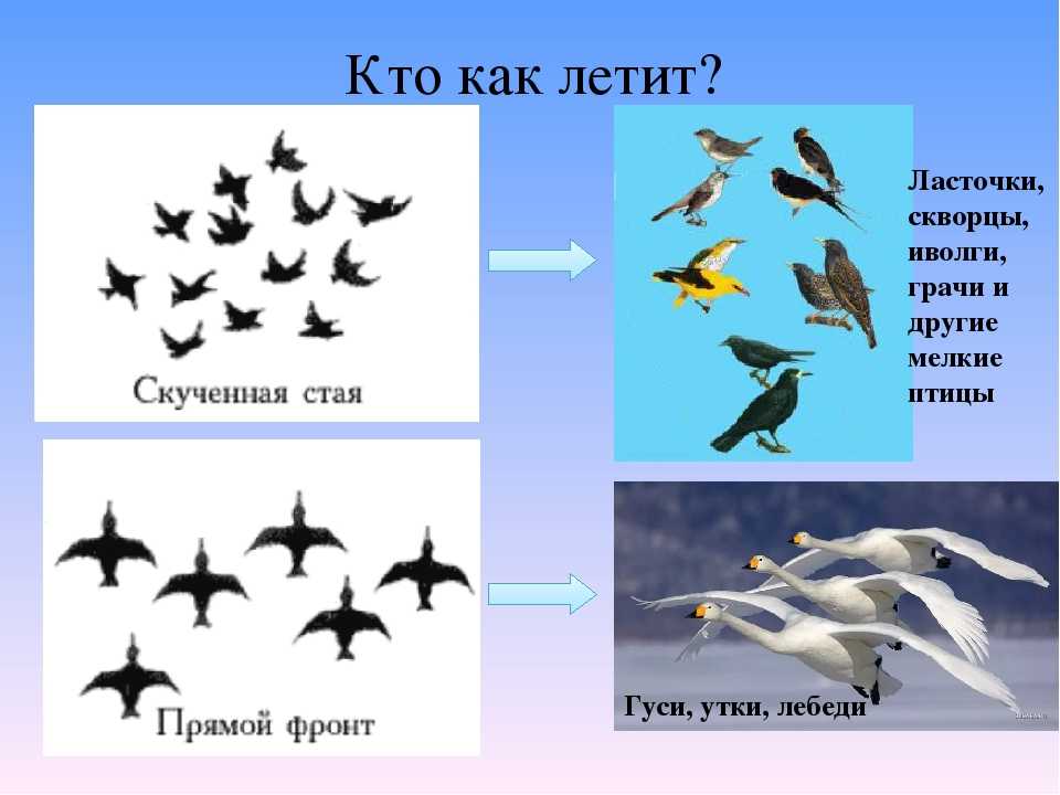 Вопрос: птицы тайги. какие птицы обитают в тайге (названия, фото)?