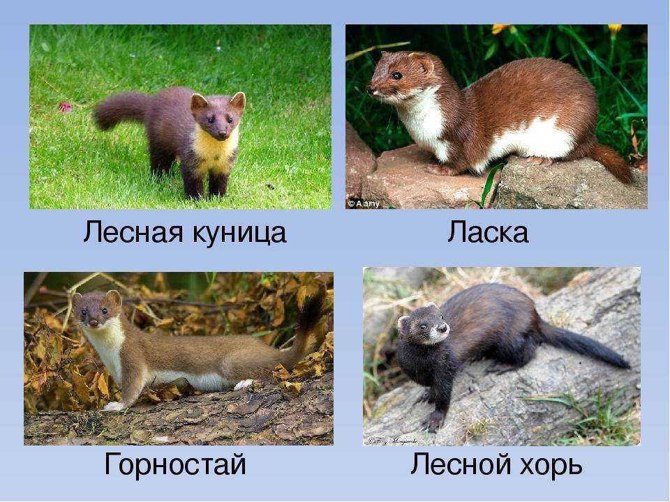 Степной хорь