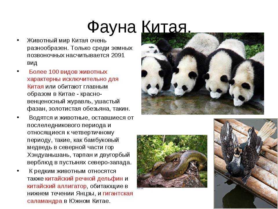 Животные китая: фото, список видов, описание