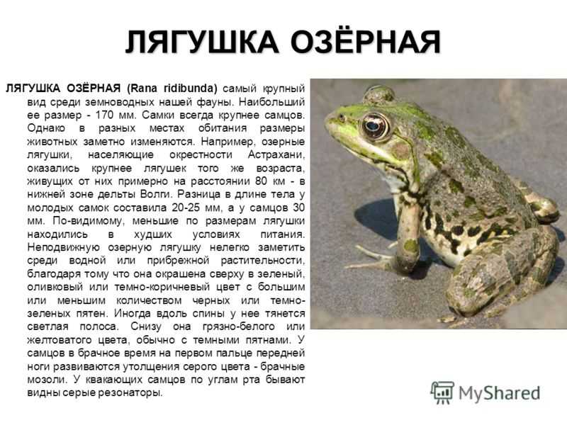 Жабы и лягушки: сходство и различие: внешний вид, фото, особенности, интересные факты, среда обитания
