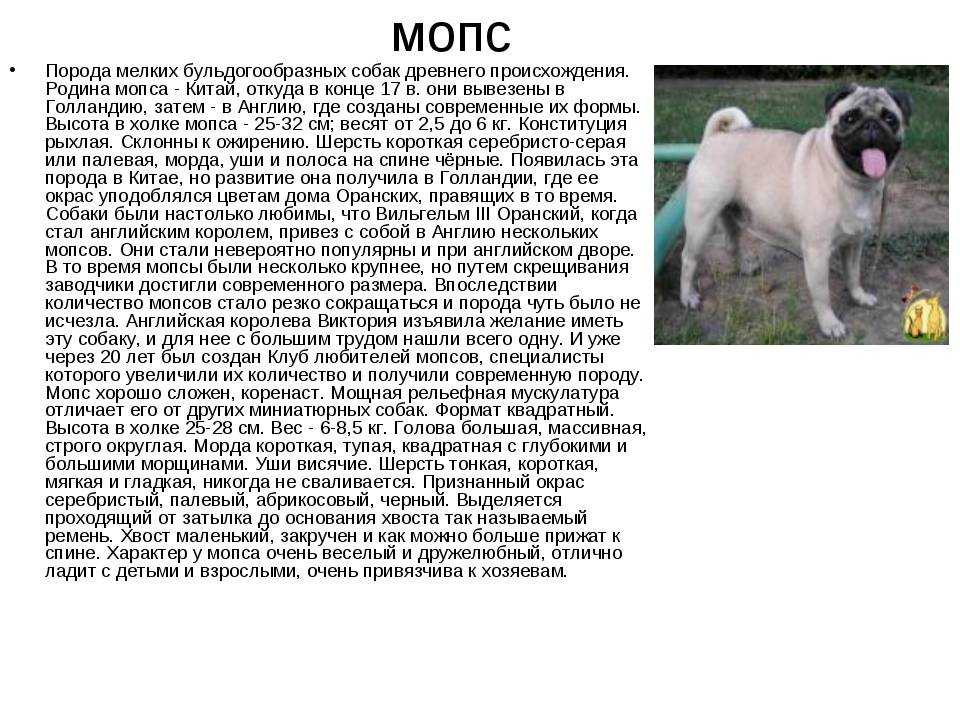 Мопс: описание породы, характер и уход (60 фото)