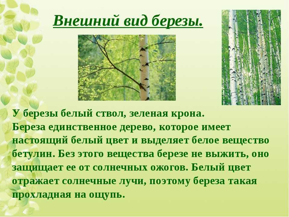 Берёза, распространение, польза