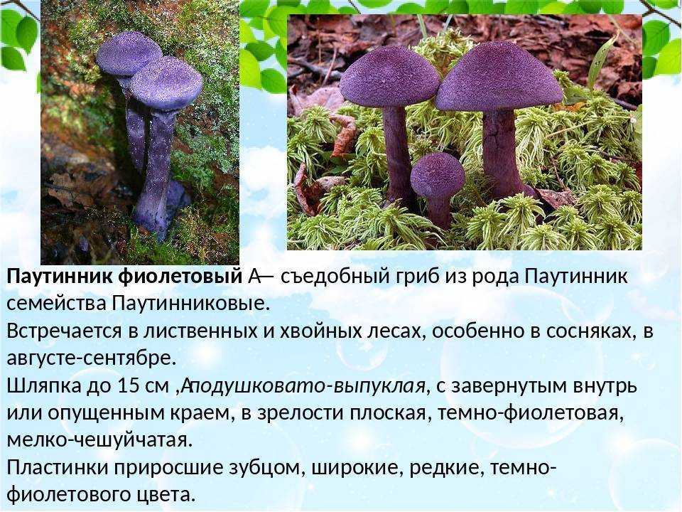 все про гриб паутинник фиолетовый Как выглядит и где растет фиолетовый паутинник из Красной книги Съедобный или нет гриб паутинник Как готовить и рецепты приготовления Cortinarius Violaceus Краткое описание и подробности