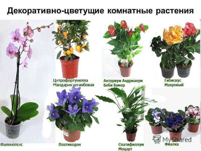 Самые популярные комнатные цветы: топ 10 лучших видов для выращивания, а также какие домашние растения самые распространенные и неприхотливые
