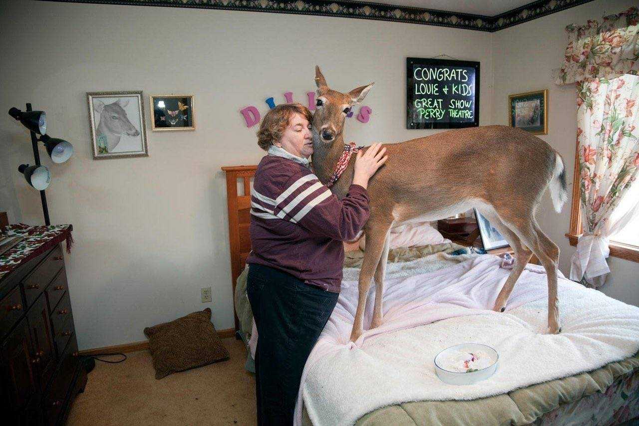Самые необычные домашние животные топ