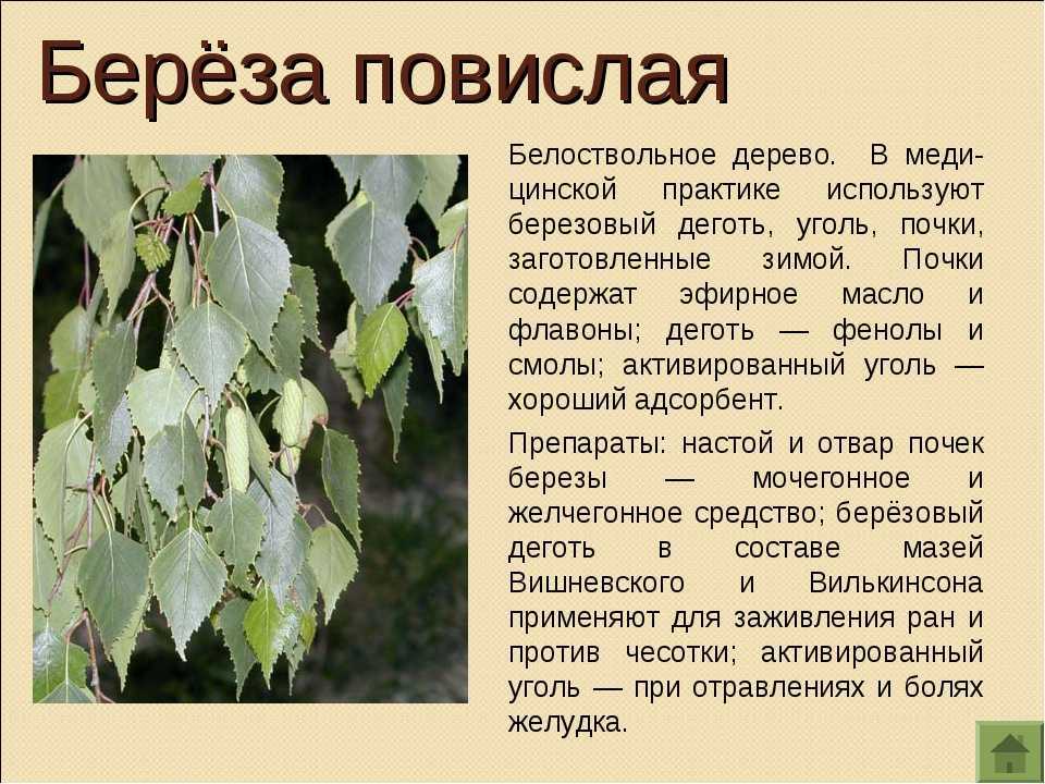 Описание растения береза повислая обыкновенная: род и признаки, распространение Особенности листьев, кроны и древесины Размер, высота и продолжительность жизни дерева Свойства березы повислой Фото и видео про растение
