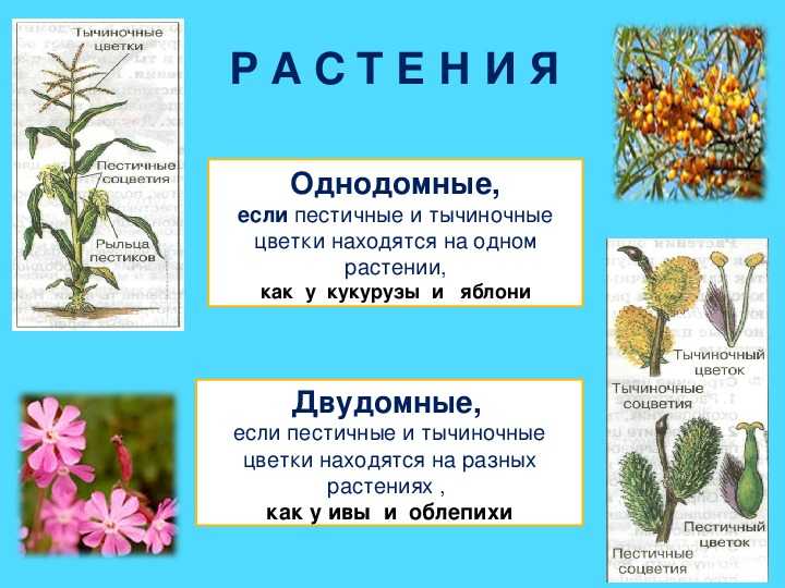 Чем однодомные растения отличаются от двудомных кратко