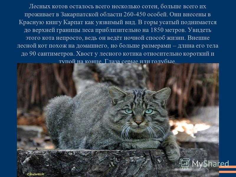 Лесной кот
