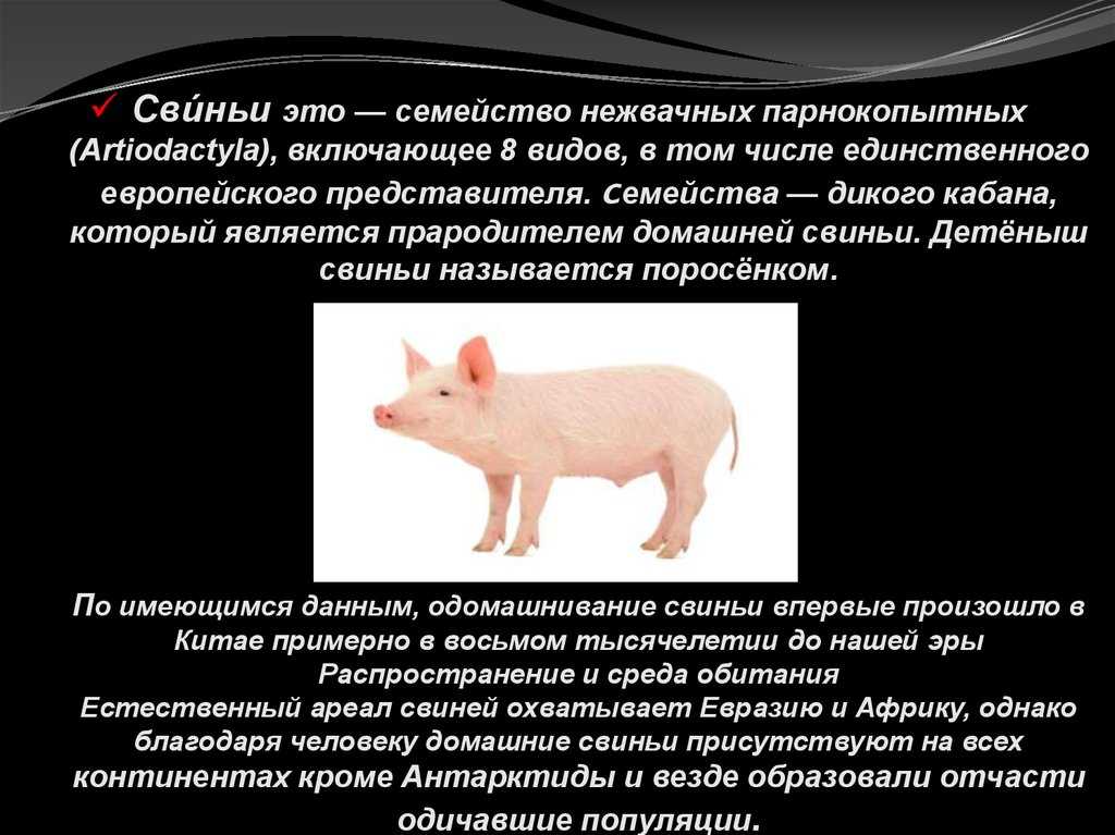 Породы свиней: описание и разновидности