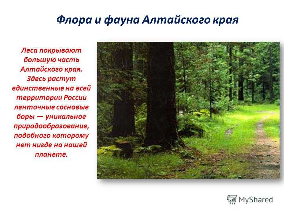 Какие травы собирают на алтае в конце июня и в июле?