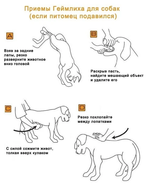 Собаку рвет пеной: основные причины и способы лечения | ваши питомцы