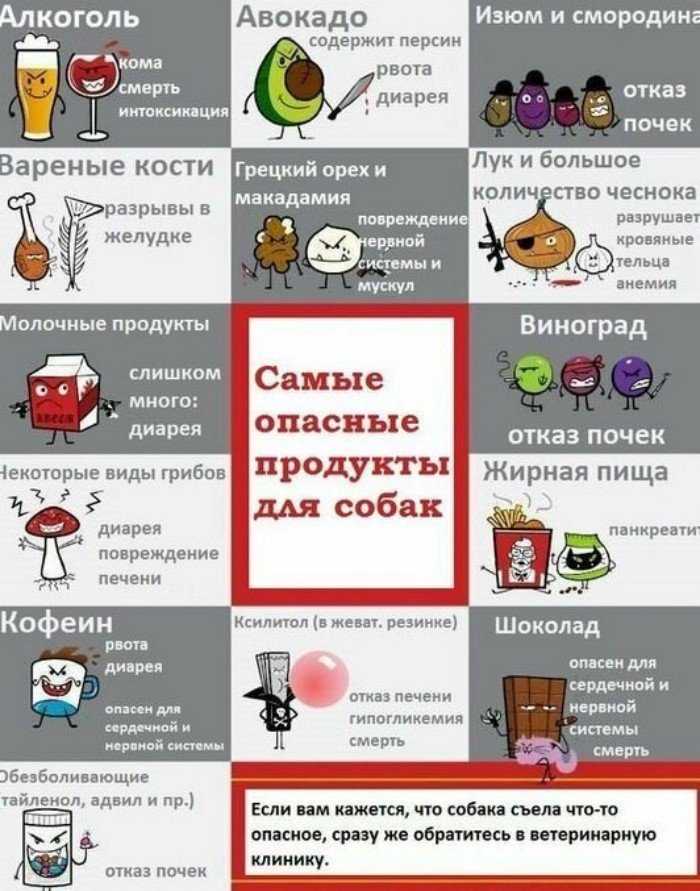 Советы и рецепты от опытных кинологов: каша для собаки