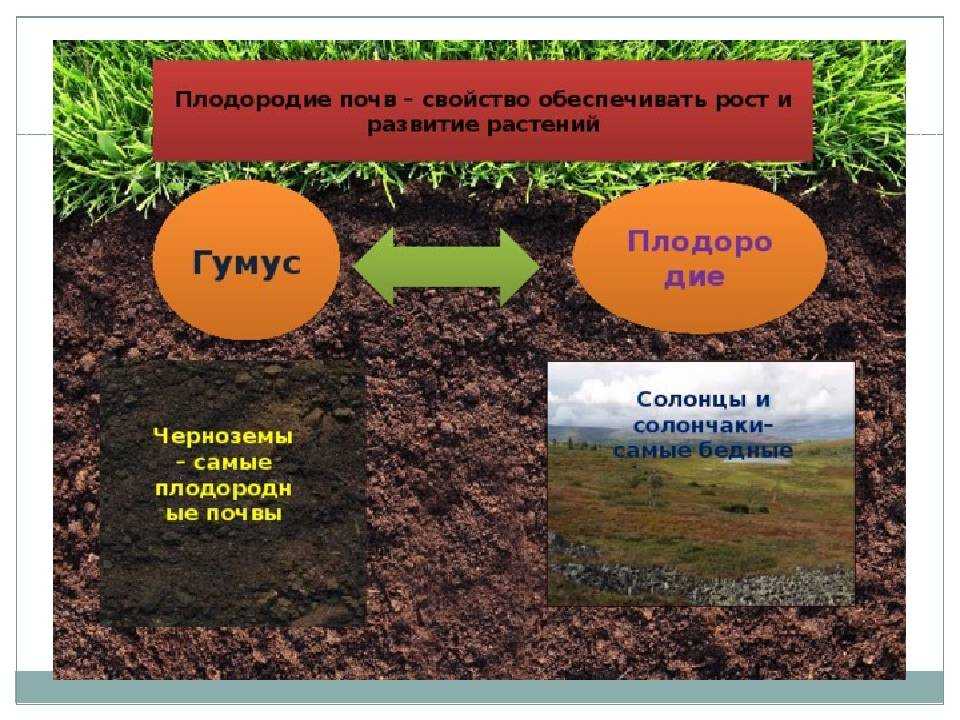 Описание 7 типов почв, и какой из них самый плодородный для растений