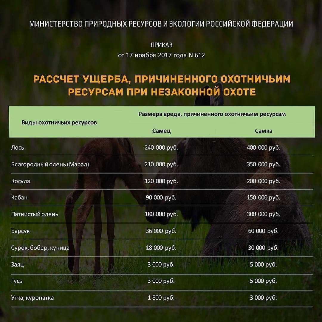 Ответственность за браконьерство по статье ук рф