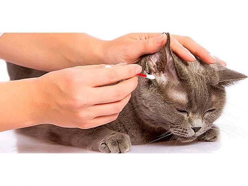 Корка в ушах у кошки: что это и как лечить