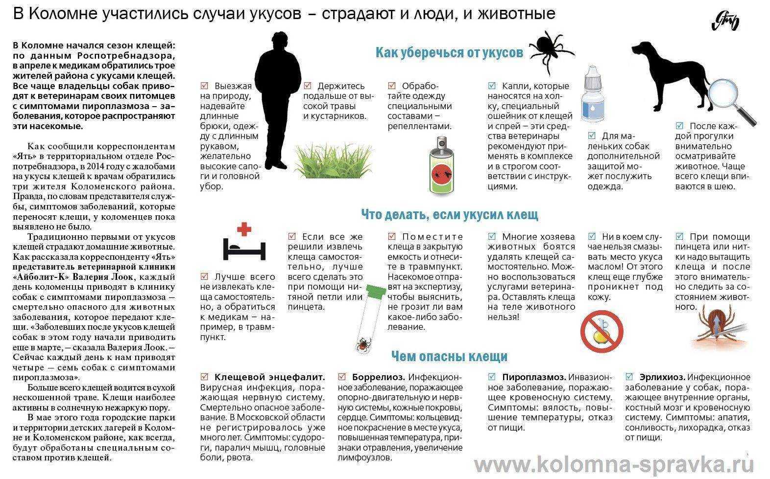 Можно ли заразиться бешенством, если поцарапала или укусила кошка: отвечаем подробно
