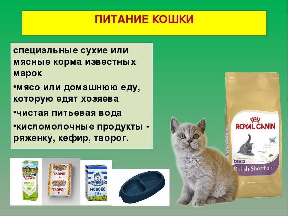 Топ 10 мифов о сухих кормах для кошек