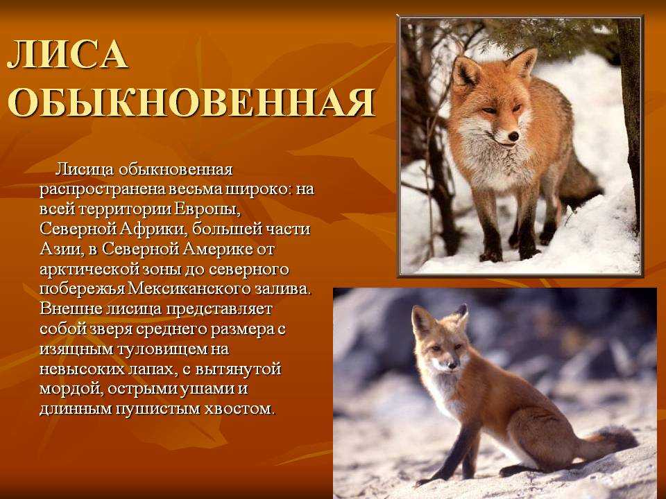 Лиса: чем она питается, сколько лет живет в домашних условиях