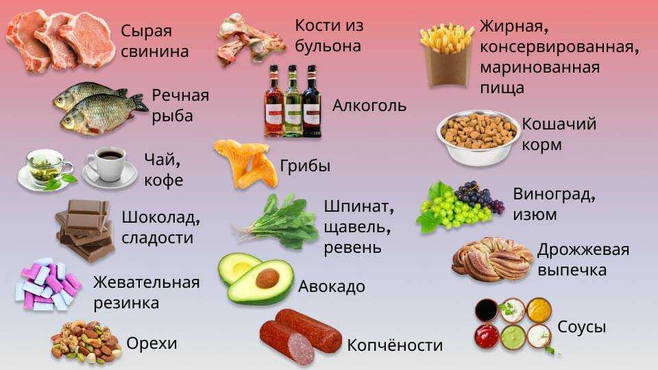 Для тех, кто не знает, можно ли собакам сладкое — обязательно прочтите!