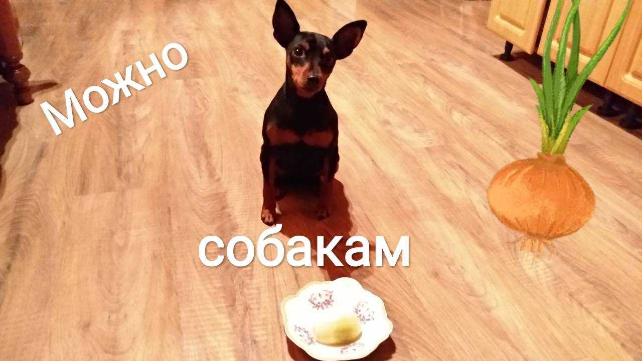 Можно ли собакам лук: полезные свойства, в чем опасность, последствия