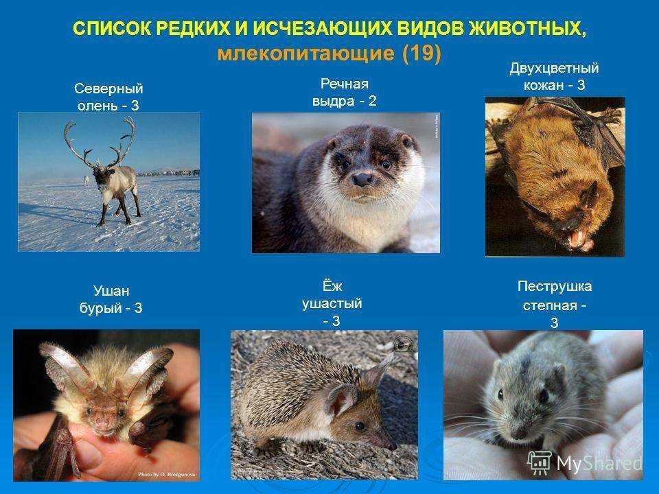 История красной книги нсо
