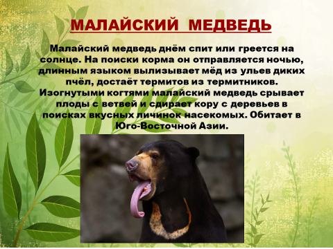 Малайский медведь - бируанг. малайский медведь - самый редкий вид