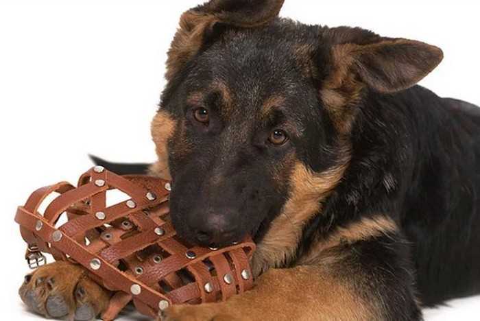 Как приучить собаку к наморднику | dogkind.ru