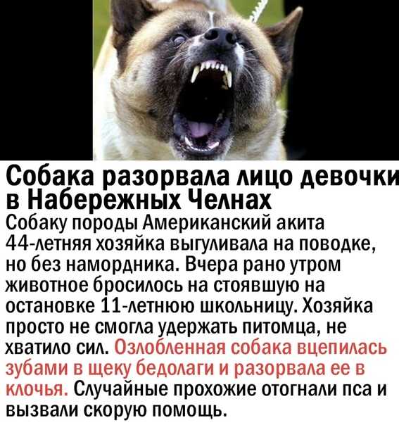 Как приучить собаку к наморднику: взрослую собаку, щенка, приучить быстро