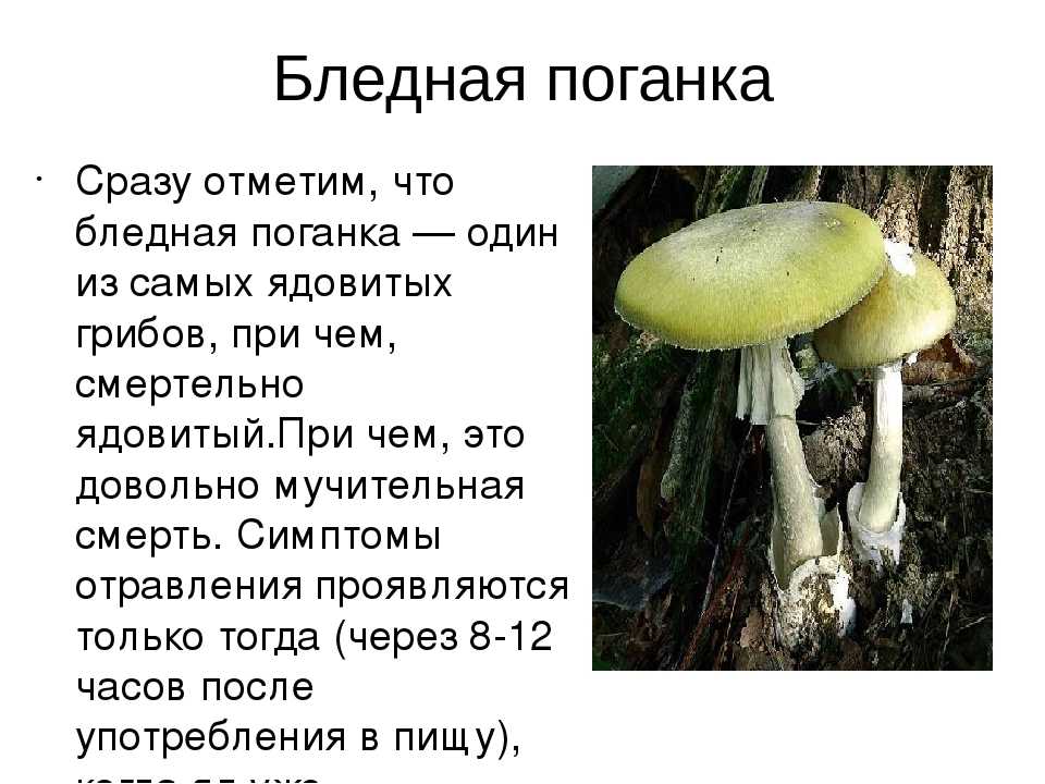 Бледная поганка: описание + фото 2019, симптомы отравления (5 видео)