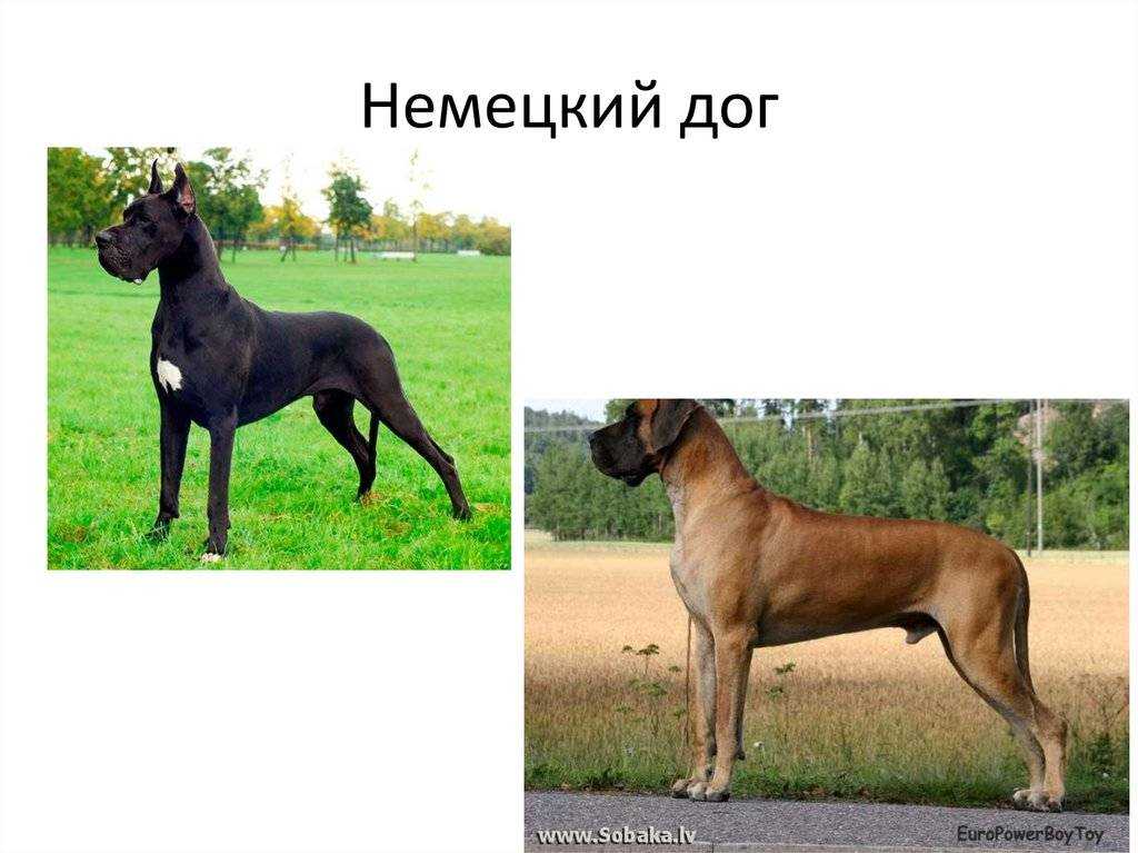 Немецкий дог: история, характер, стандарт и особенности содержания (+ фото)