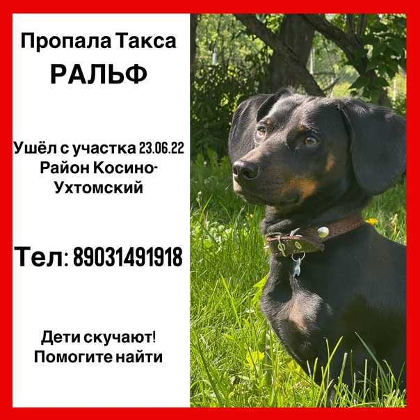 Значение имени (клички) в жизни животного. — обсуждение в группе "словацкий чувач" | птичка.ру