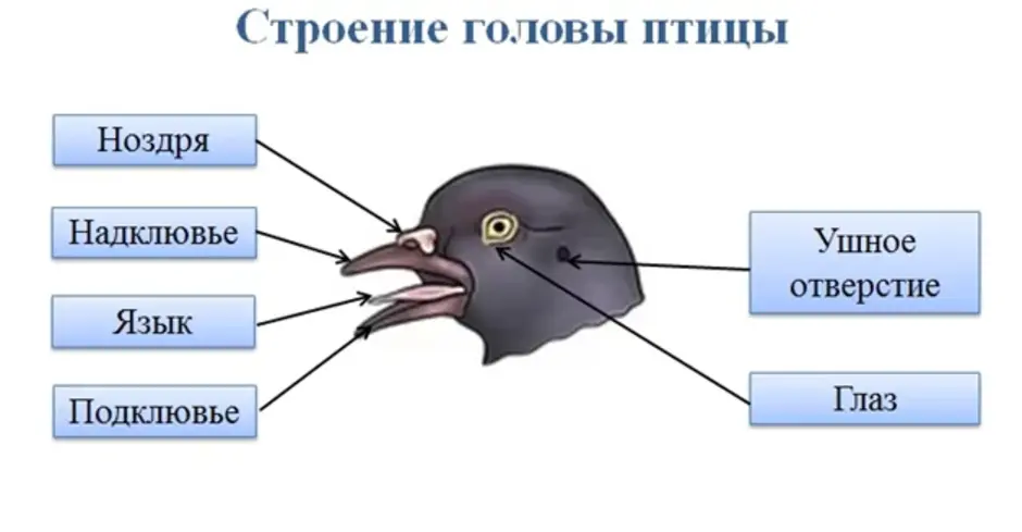 § 46. внутреннее строение птиц / биология 7 класс