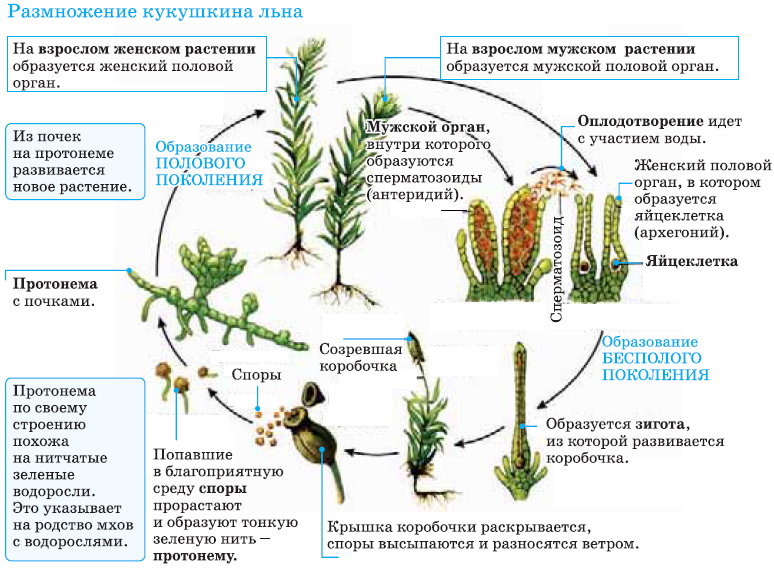 Сравнение строения мхов и водорослей: основные различия и сходства