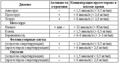 Первая течка у шпицев: сколько длится, периодичность, фазы. симптомы, отклонения, уход.