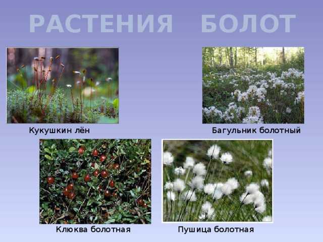 Какие растения растут на болотах?
