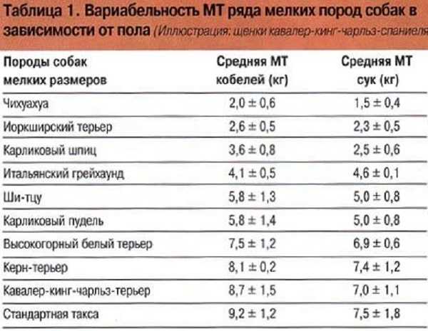 Развитие и вес йорка по месяцам: таблица с характеристиками основных показателей