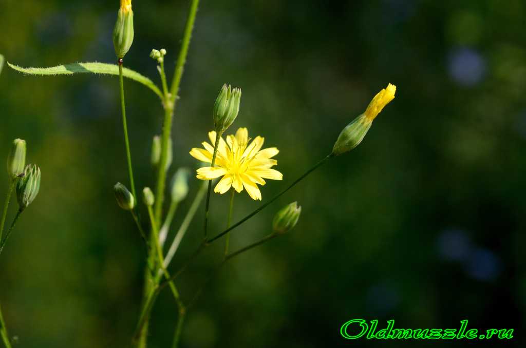 Бородавник обыкновенный (lapsana communis l.). бородавочная трава для здоровья