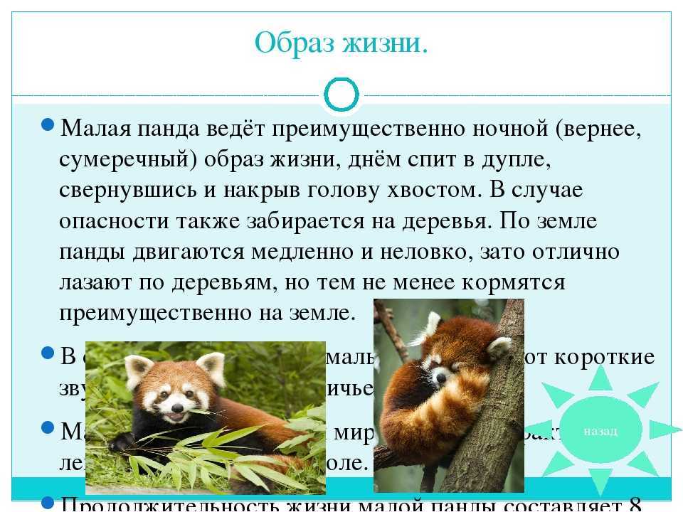 Капибара (детальное описание, фото и видео)
