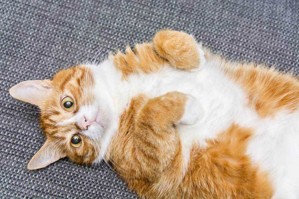 Бывают ли рыжие кошки или только коты | есть ли, фото