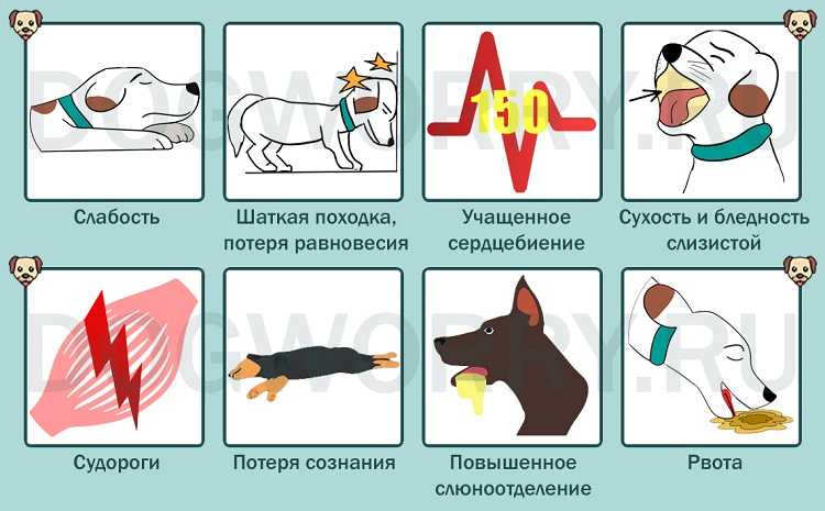 Учащенное дыхание у кошки
