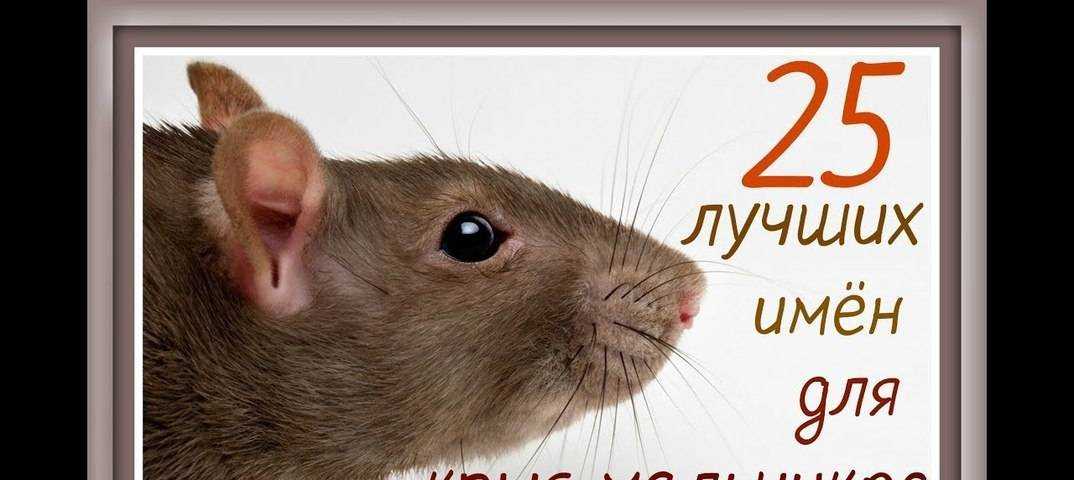 Имена для крыс