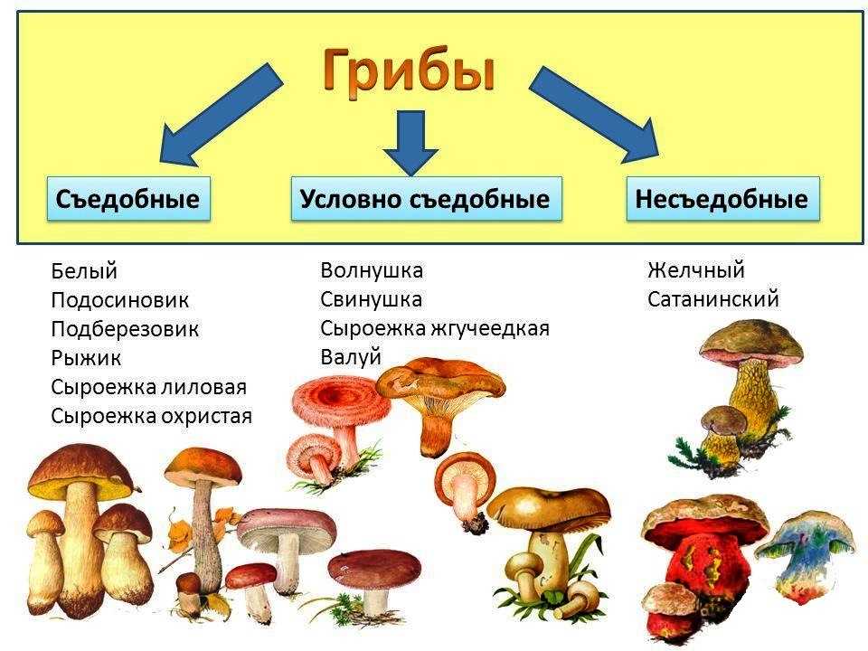 Съедобные грибы ленинградской области – фото и название