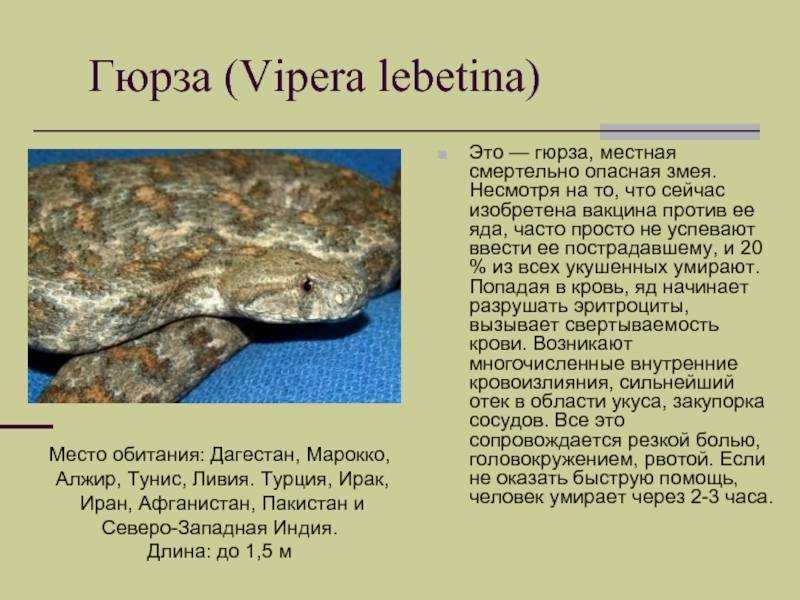 Когда змеи кусают. окончание.