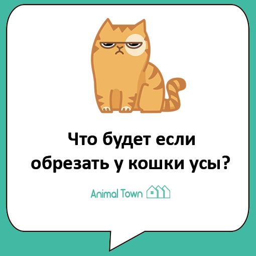 Что будет если кошке обрезать усы?