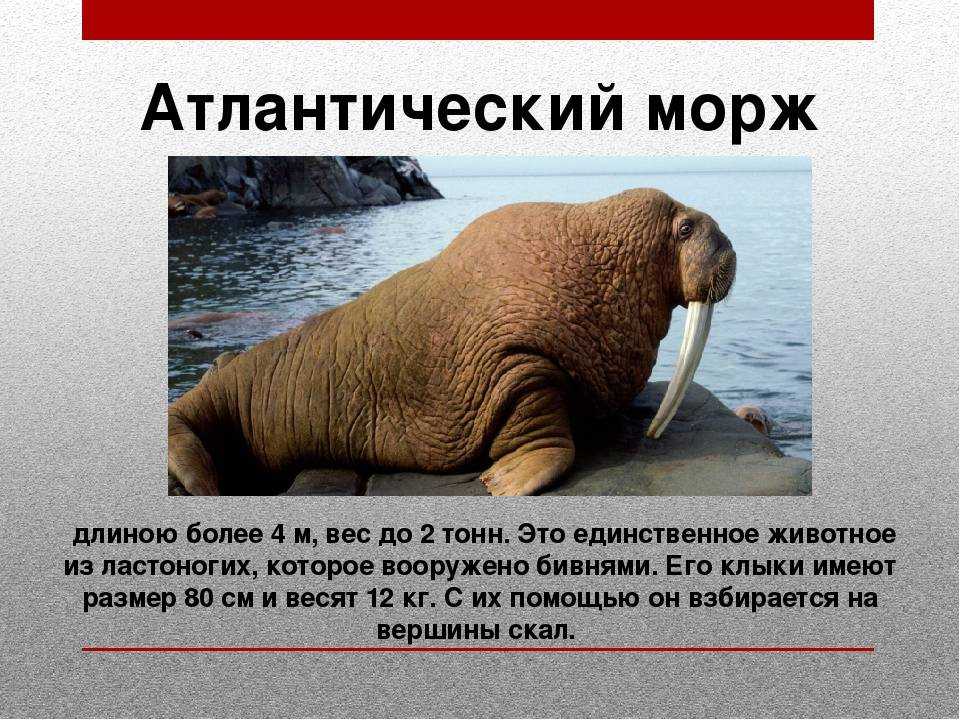 Морж – красная книга – кратко описание, фото » окружающий мир: уроки, полезные материалы для детей