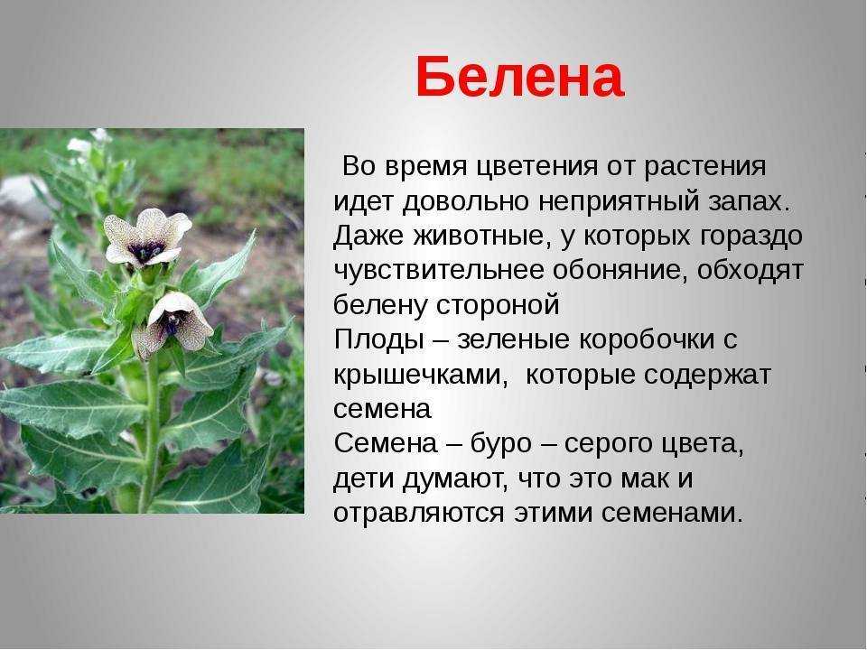 какие самые смертельно ядовитые растения в России может найти каждый человек Фото и видео ядовитых растений